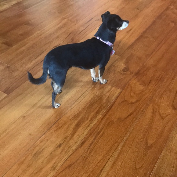 Meet your Posher, Robin - Picture 1 of 1